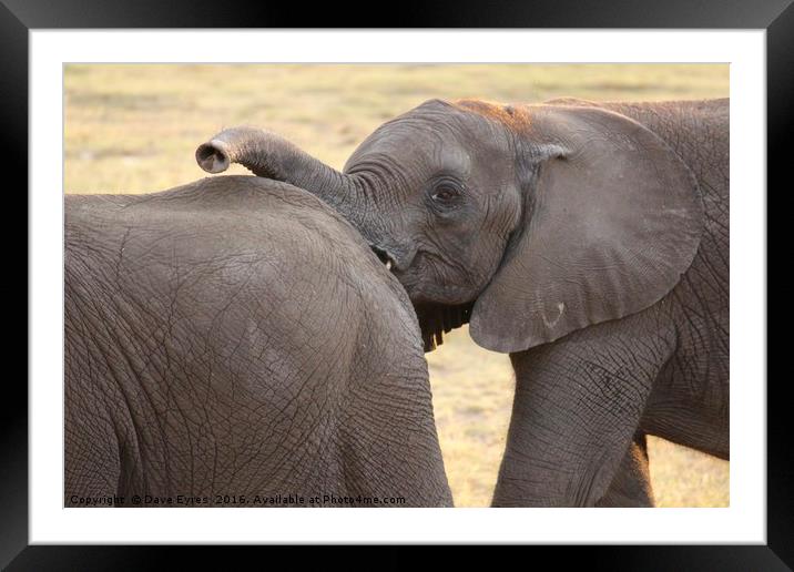 Elephant Calf Framed Mounted Print by Dave Eyres