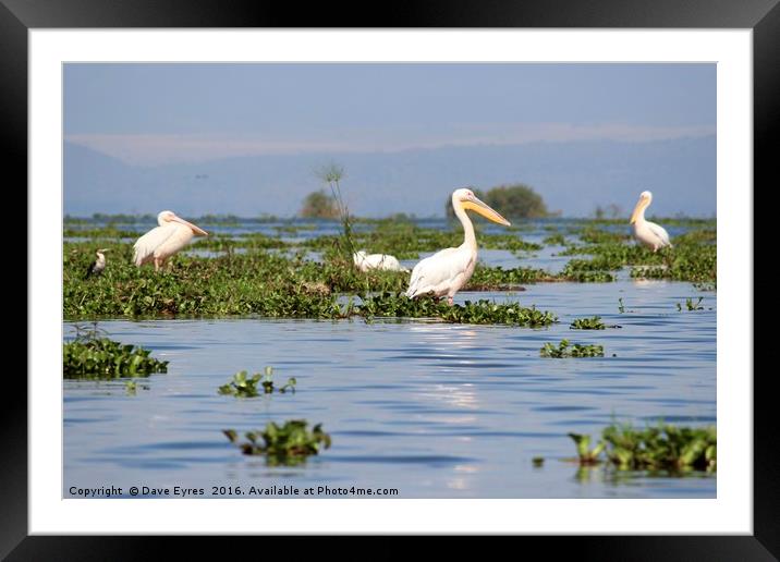 Peaceful Pelicans Framed Mounted Print by Dave Eyres