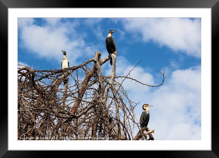 Imposing Cormorants Framed Mounted Print by Dave Eyres