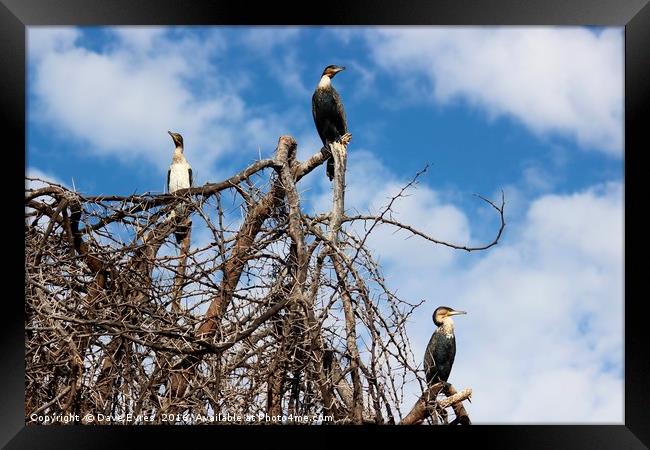 Imposing Cormorants Framed Print by Dave Eyres