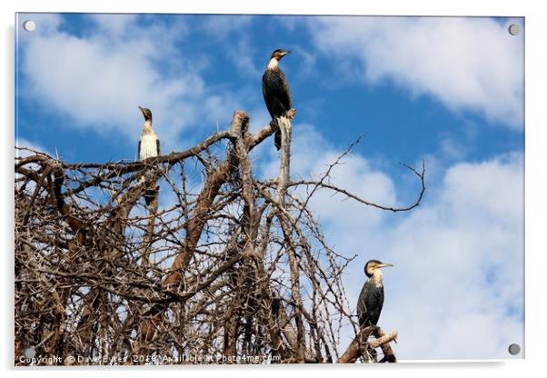 Imposing Cormorants Acrylic by Dave Eyres