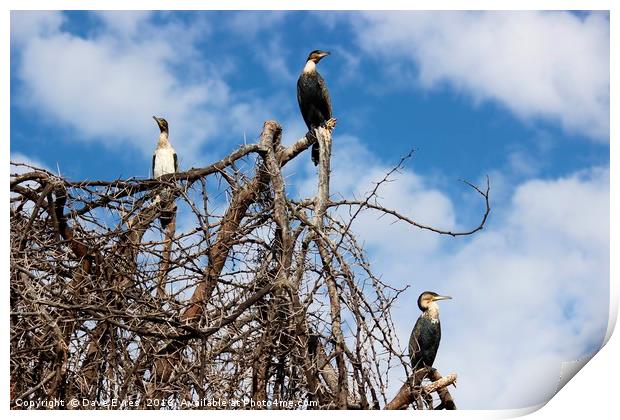 Imposing Cormorants Print by Dave Eyres