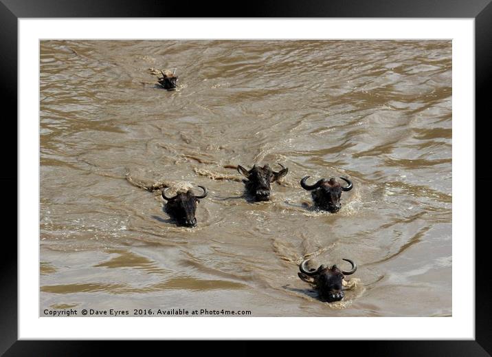 Swimming Wildebeest Framed Mounted Print by Dave Eyres