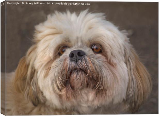 The Shih Tzu Canvas Print by Linsey Williams