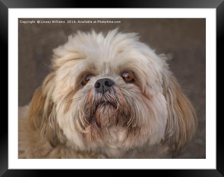 The Shih Tzu Framed Mounted Print by Linsey Williams