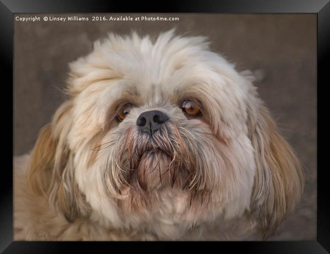 The Shih Tzu Framed Print by Linsey Williams
