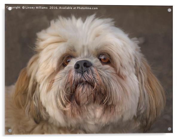 The Shih Tzu Acrylic by Linsey Williams