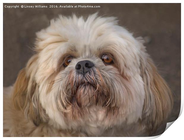 The Shih Tzu Print by Linsey Williams