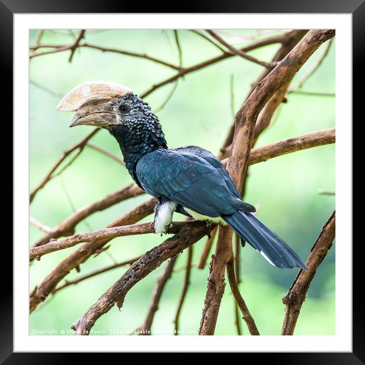 Silvery Cheeked Hornbill (Bycanistes brevis) Framed Mounted Print by Steve de Roeck
