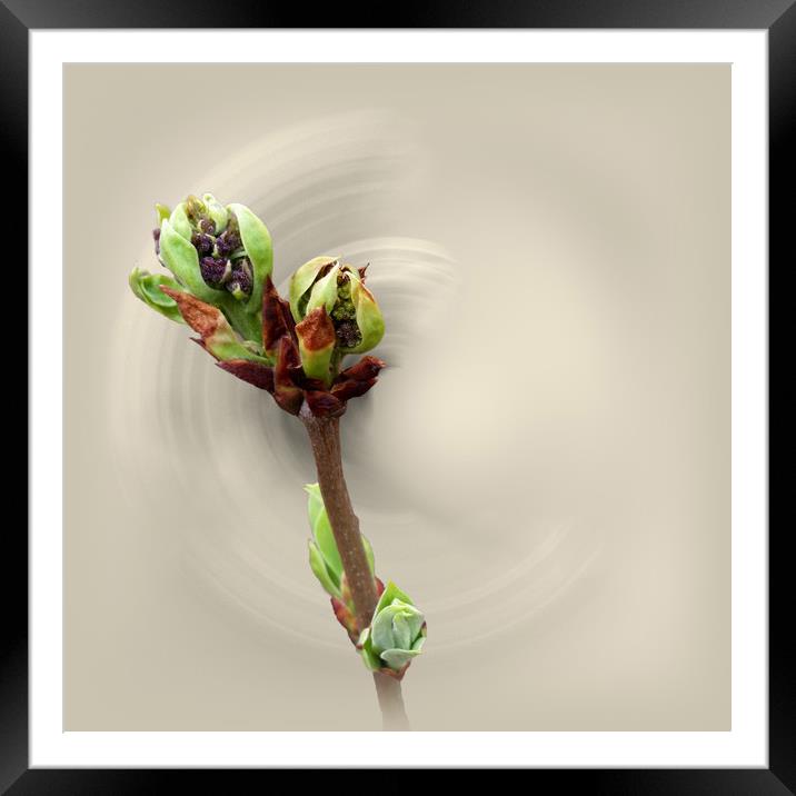 warmth of spring Framed Mounted Print by Marinela Feier