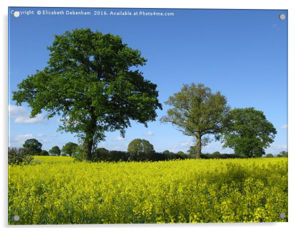 Green Oaks and Yellow Oilseed rape in full bloom Acrylic by Elizabeth Debenham