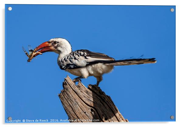 Red Billed Hornbill With Prey (Tockus rufirostris) Acrylic by Steve de Roeck
