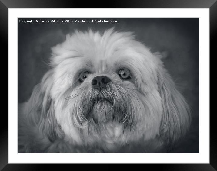 Shih Tzu Two Framed Mounted Print by Linsey Williams
