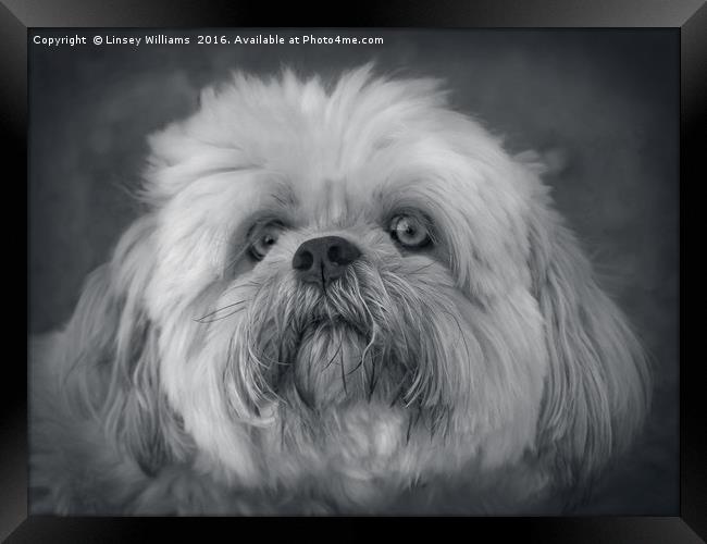 Shih Tzu Two Framed Print by Linsey Williams