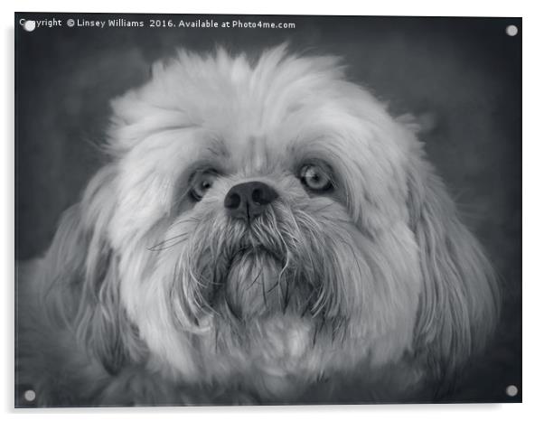 Shih Tzu Two Acrylic by Linsey Williams