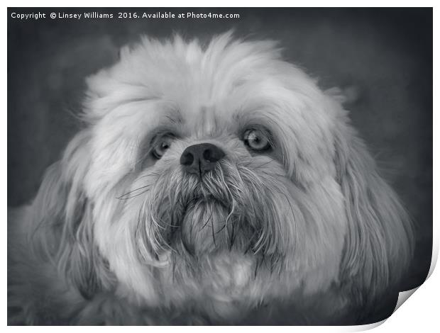 Shih Tzu Two Print by Linsey Williams