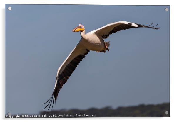 Pelican (Pelecanus) Acrylic by Steve de Roeck