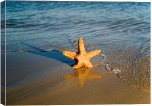 Starfish on the beach  Canvas Print by Shaun Jacobs