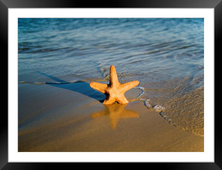 Starfish on the beach  Framed Mounted Print by Shaun Jacobs