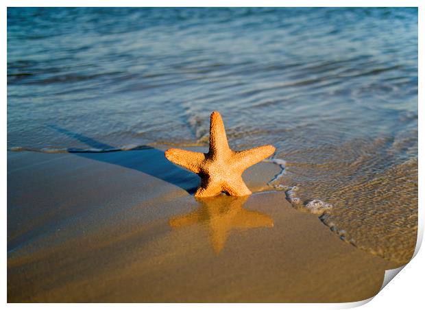 Starfish on the beach  Print by Shaun Jacobs