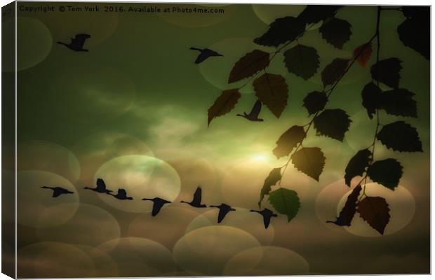 Geese In The Clouds Canvas Print by Tom York