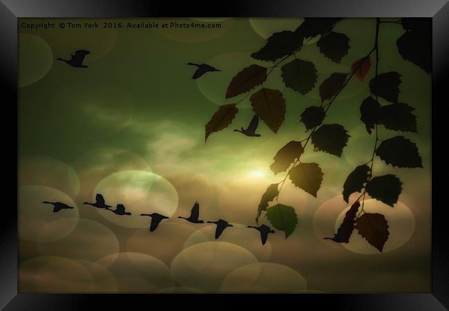 Geese In The Clouds Framed Print by Tom York