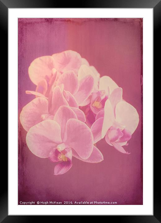 Plant, Orchid, Phalaenopsis, Pink Flowers  Framed Mounted Print by Hugh McKean