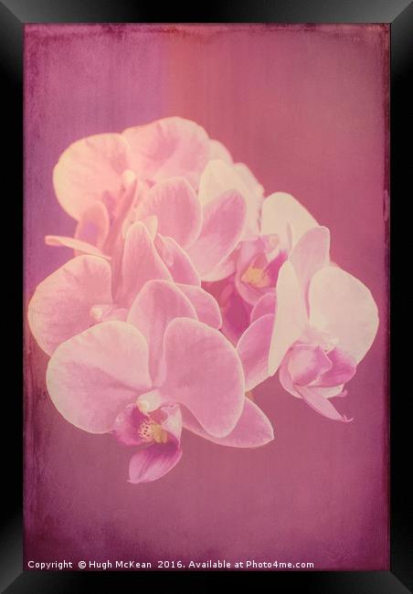 Plant, Orchid, Phalaenopsis, Pink Flowers  Framed Print by Hugh McKean
