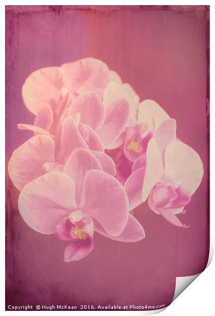 Plant, Orchid, Phalaenopsis, Pink Flowers  Print by Hugh McKean