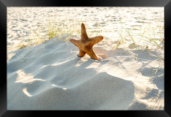 Starfish on a beach  Framed Print by Shaun Jacobs
