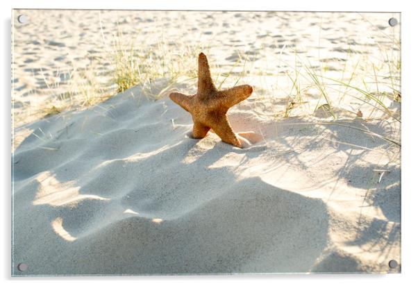 Starfish on a beach  Acrylic by Shaun Jacobs