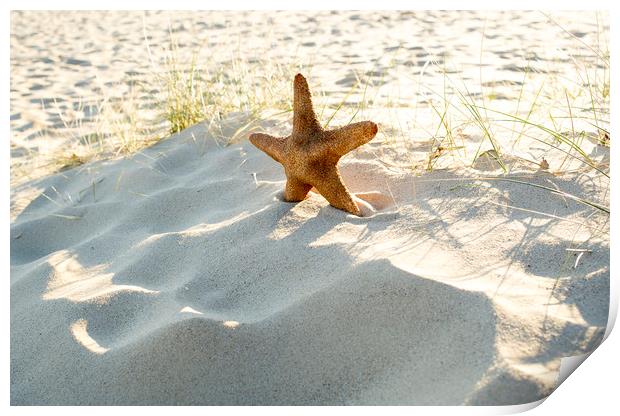 Starfish on a beach  Print by Shaun Jacobs