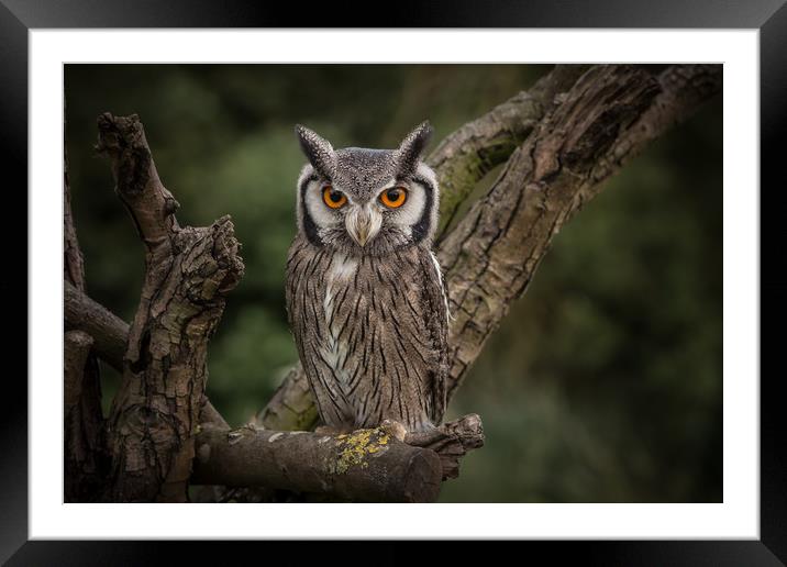 Long eared owl Framed Mounted Print by Mick Sadler ARPS