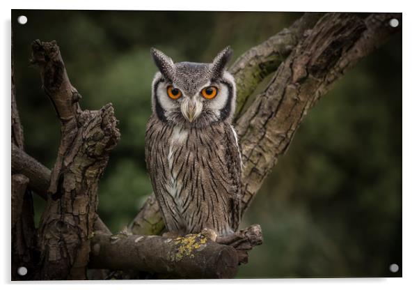 Long eared owl Acrylic by Mick Sadler ARPS
