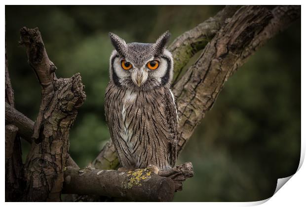 Long eared owl Print by Mick Sadler ARPS