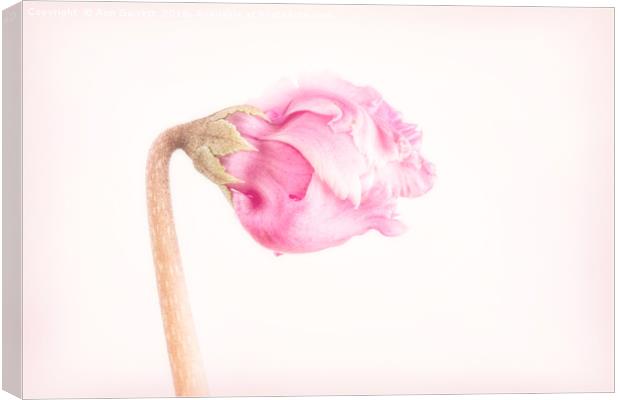 Pink Cyclamen Flower Bud Canvas Print by Ann Garrett