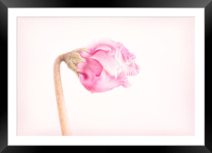 Pink Cyclamen Flower Bud Framed Mounted Print by Ann Garrett