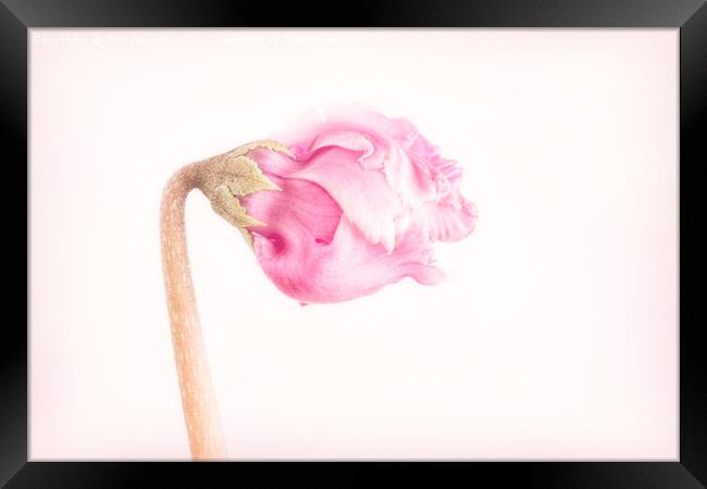 Pink Cyclamen Flower Bud Framed Print by Ann Garrett