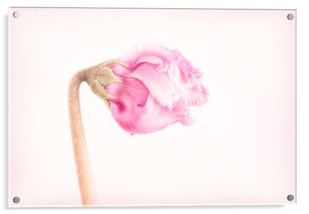 Pink Cyclamen Flower Bud Acrylic by Ann Garrett