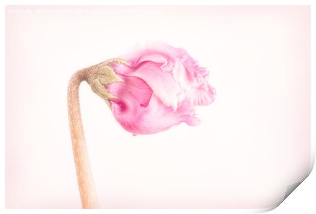 Pink Cyclamen Flower Bud Print by Ann Garrett