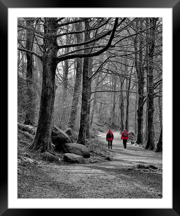 Forest Walk Elterwater Framed Mounted Print by Jason Connolly