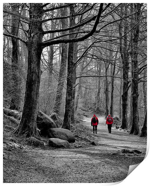 Forest Walk Elterwater Print by Jason Connolly