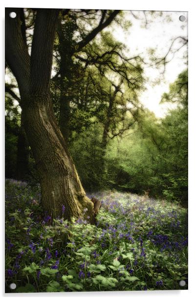 Bluebell Dell Acrylic by Simon Gladwin
