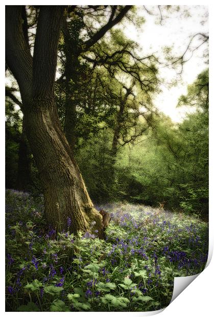 Bluebell Dell Print by Simon Gladwin