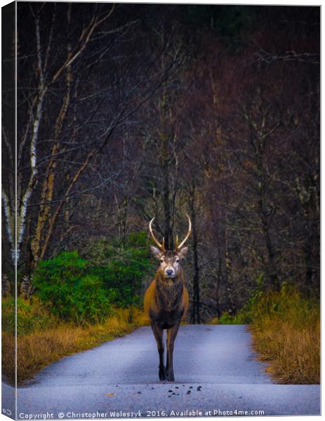 The Marching Stag Canvas Print by Christopher Woloszyk