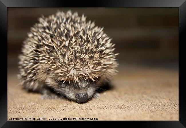 Hedgehog Framed Print by Philip Collyer