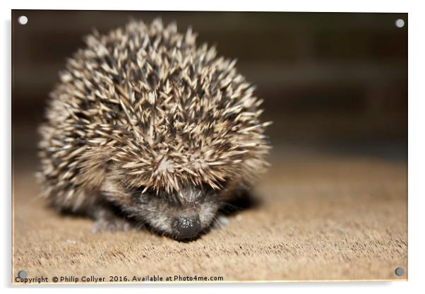 Hedgehog Acrylic by Philip Collyer