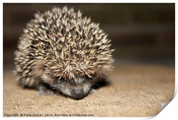 Hedgehog Print by Philip Collyer