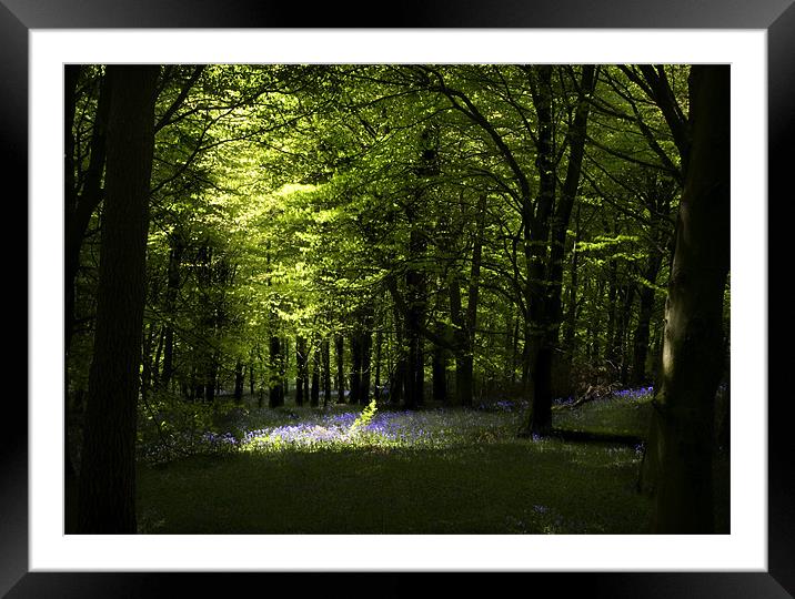 SPRING SUNLIGHT Framed Mounted Print by Anthony R Dudley (LRPS)