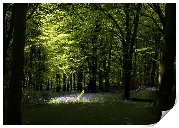 SPRING SUNLIGHT Print by Anthony R Dudley (LRPS)